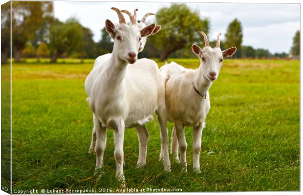 Three goats on green pasture Canvas Print by Łukasz Szczepański