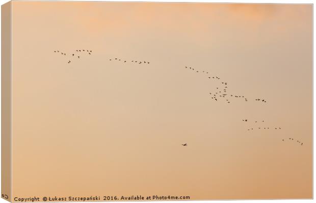 Flock of birds ans plane against orange sky Canvas Print by Łukasz Szczepański