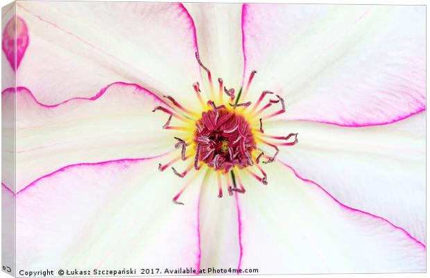 Closeup of pink flower with pink stamens Canvas Print by Łukasz Szczepański