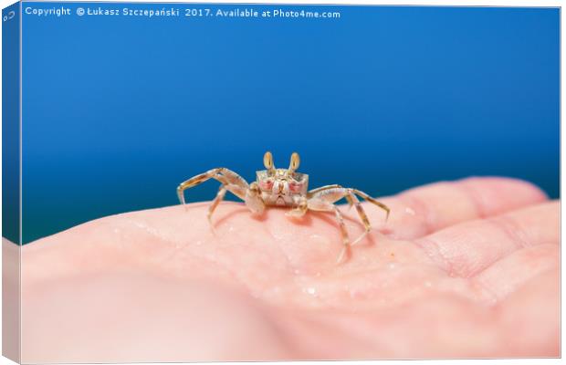 Little crab on human hand Canvas Print by Łukasz Szczepański