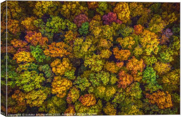 Aerial top down view view of vibrant color autumn  Canvas Print by Łukasz Szczepański