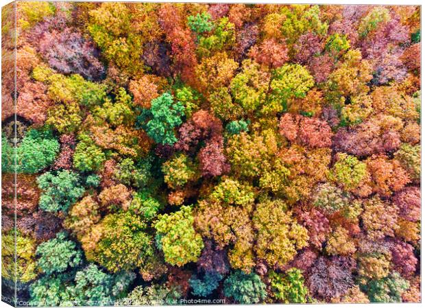 Aerial top down view of colorful autumn forest, vi Canvas Print by Łukasz Szczepański