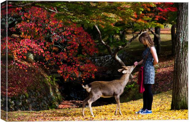 Feeding the hungry deer, Nara, Japan Canvas Print by Kevin Livingstone