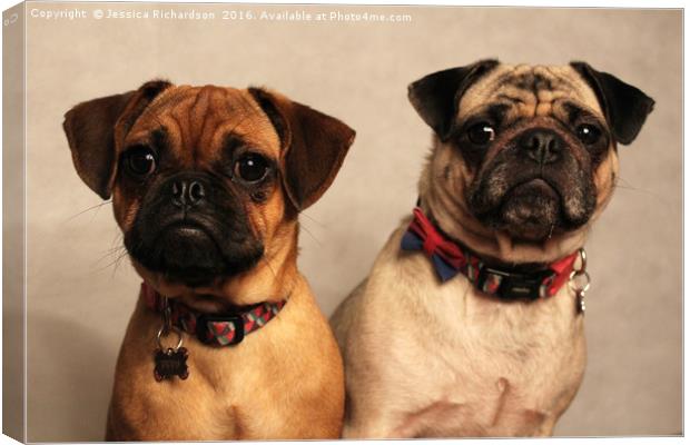 Two Beautiful Posing Pug Dogs Canvas Print by Jessica Richardson