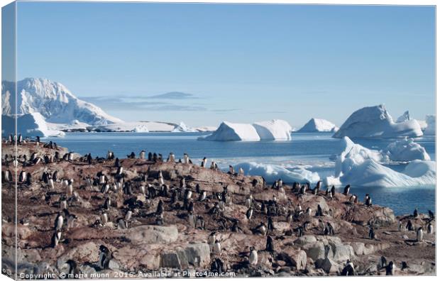 Penguins in the Antarctic Canvas Print by maria munn