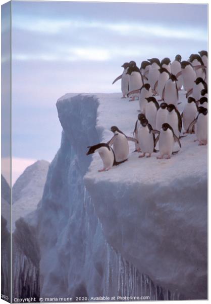 Do I or Don't I - Penguins in the Antartica Canvas Print by maria munn