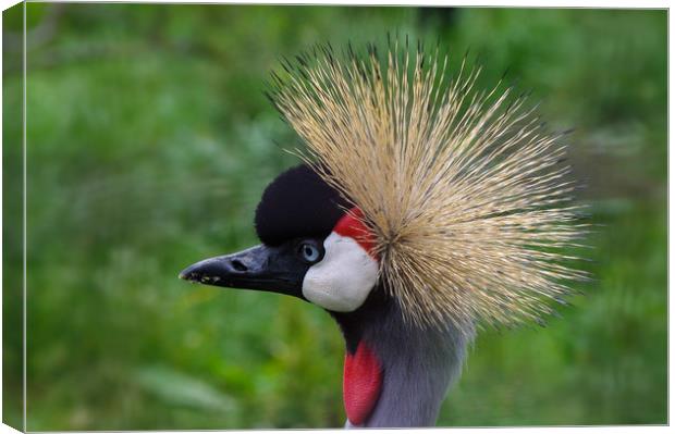 African crowned crane Canvas Print by Linda Cooke