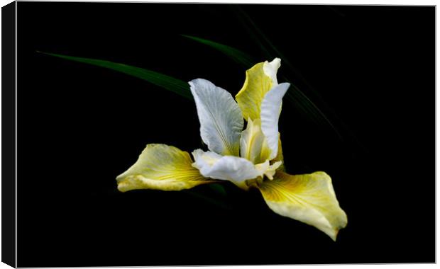 Iris Light Canvas Print by Linda Cooke