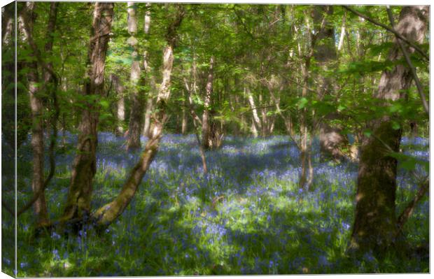Bluebells and birches Canvas Print by Linda Cooke