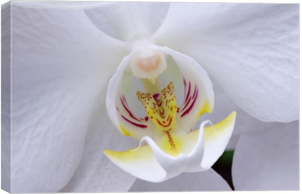 White orchid centre Canvas Print by Linda Cooke
