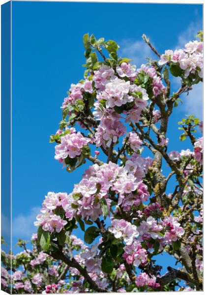 Apple blossom in April Canvas Print by Linda Cooke