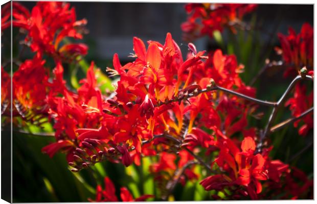 Crocosmia Lucifer Canvas Print by Linda Cooke