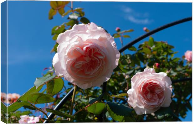 Pink roses Canvas Print by Linda Cooke