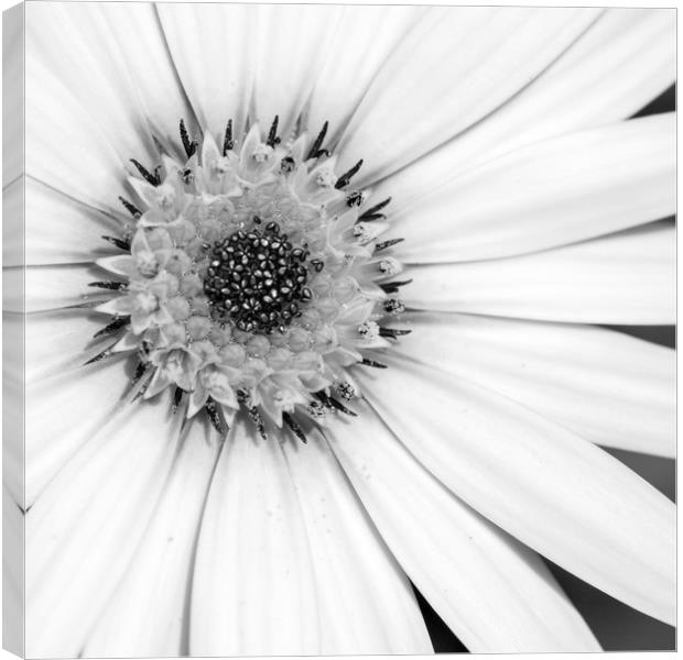 African Daisy Monochrome Canvas Print by Linda Cooke