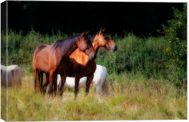 Two bay horses Canvas Print by Linda Cooke