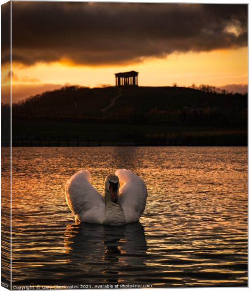 Swan Caught in the Light Canvas Print by Gary Clarricoates