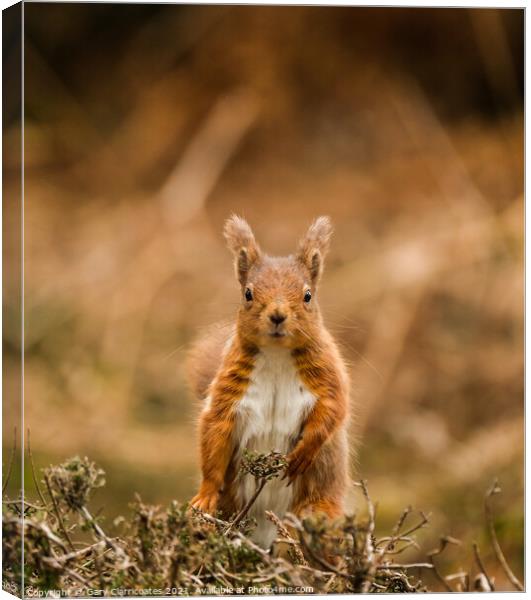 A Red Squirrel standing on a dry grass field Canvas Print by Gary Clarricoates