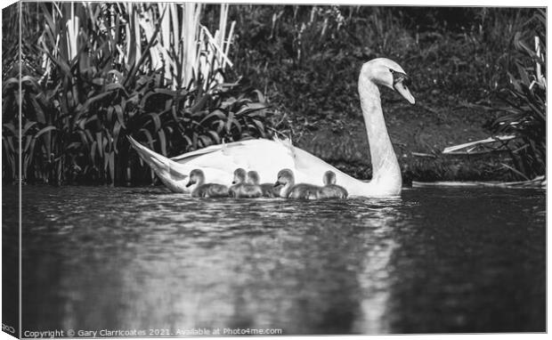 Swan and Cygnets Canvas Print by Gary Clarricoates