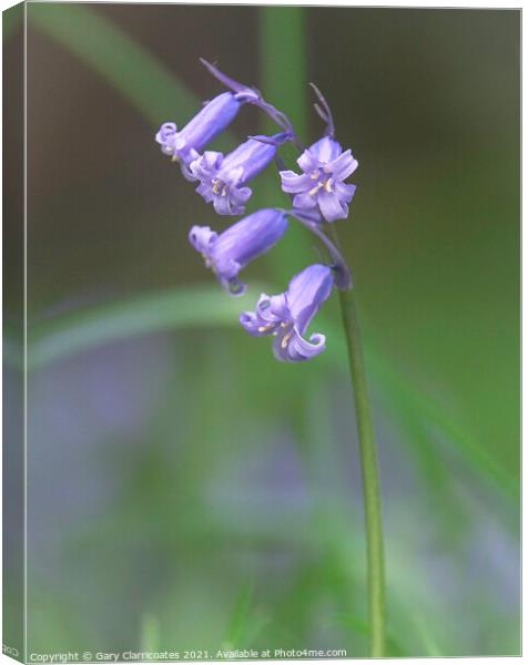 Beautiful Bluebell Canvas Print by Gary Clarricoates