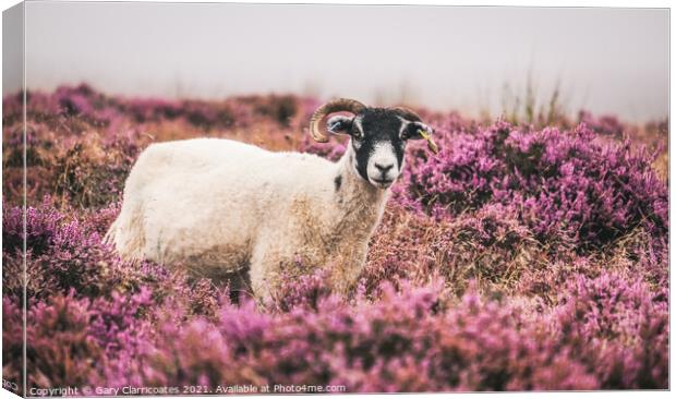 Swaledale Sheep grazing in Purple Heather Canvas Print by Gary Clarricoates