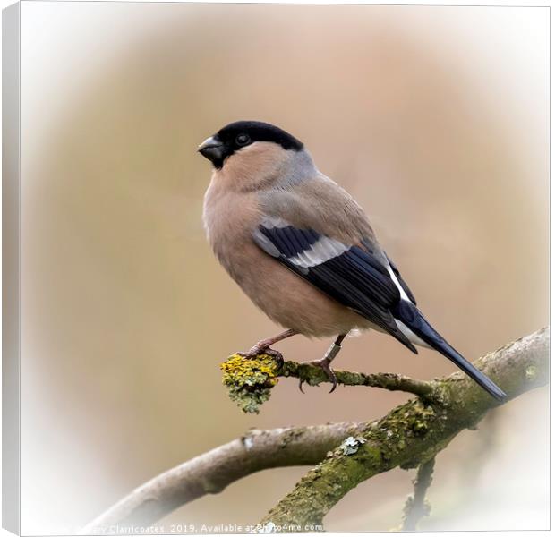 Bullfinch Canvas Print by Gary Clarricoates