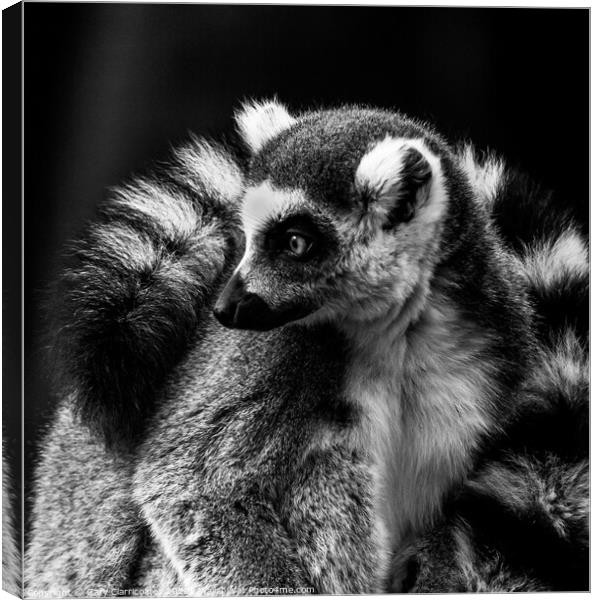 The Cold Lemur Canvas Print by Gary Clarricoates