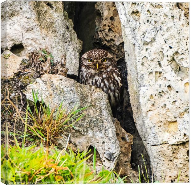 A Sheltering Little Owl Canvas Print by Gary Clarricoates