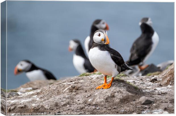 Puffin on Patrol Canvas Print by Gary Clarricoates