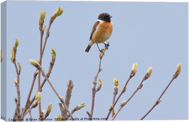 Male Stonechat  Canvas Print by Brian Sandison