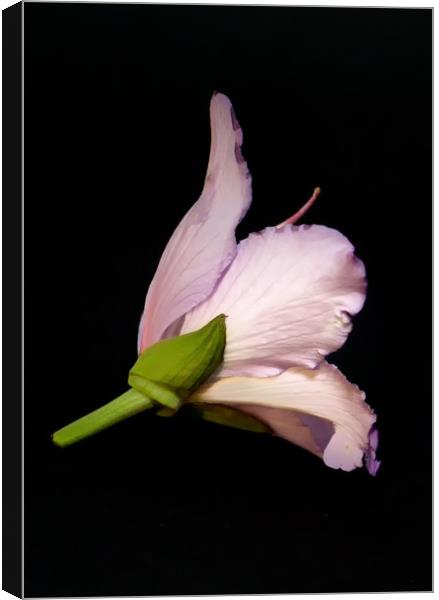 One Flower Canvas Print by Hemerson Coelho