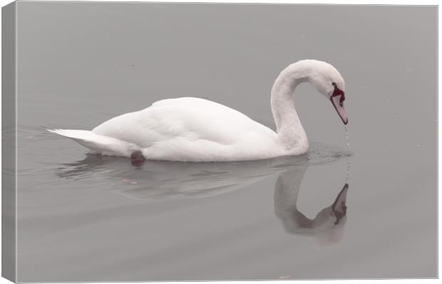 Swan Lake Canvas Print by Mike Cave