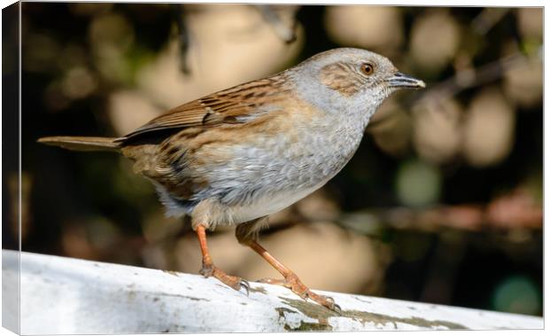 Spring Dunnock Canvas Print by Mike Cave
