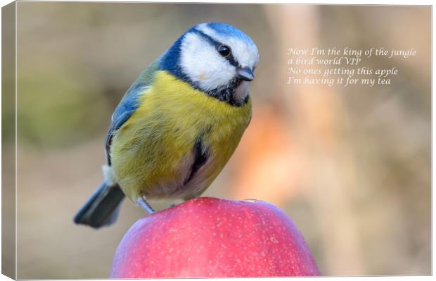 Blue Tit eating an apple Canvas Print by Mike Cave