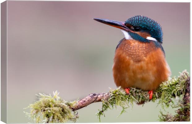 Female Kingfisher Canvas Print by Mike Cave