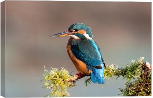 Female Kingfisher in Spring Canvas Print by Mike Cave