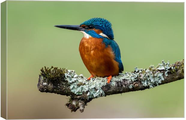 Sitting Proud Canvas Print by Mike Cave