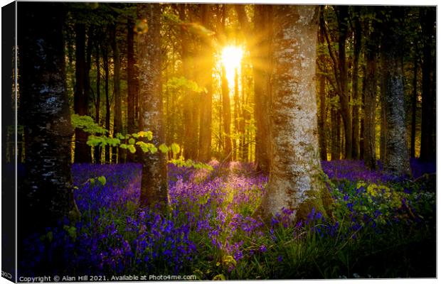 The late evening sun beams through a clump of beech trees in Dor Canvas Print by Alan Hill