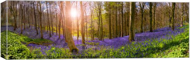 Sunlight illuminates peaceful bluebell woods Canvas Print by Alan Hill