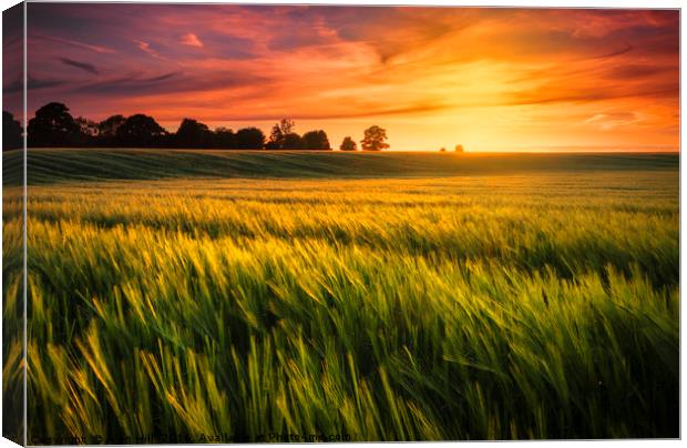 Sunset over a ripening wheat field Canvas Print by Alan Hill