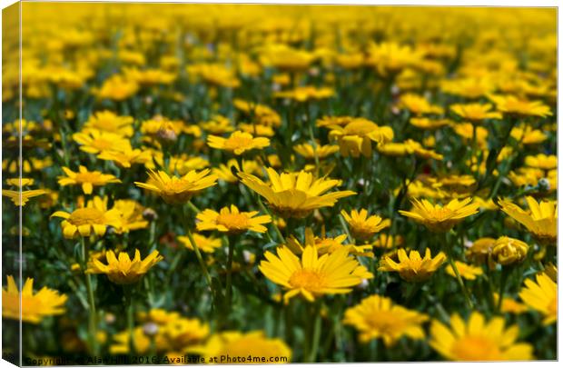 wild flowers in an idyllic springtime meadow Canvas Print by Alan Hill