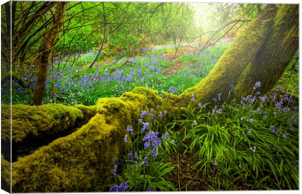 Enchanted Bluebell Woods Canvas Print by Alan Hill