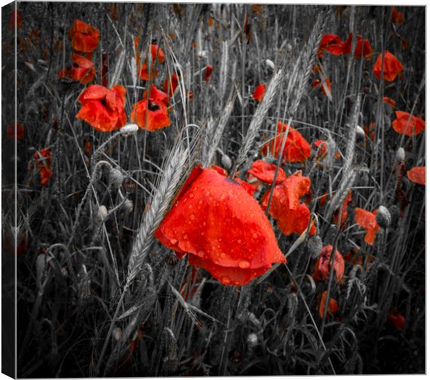Dew-covered deep red poppies in a field Canvas Print by Alan Hill
