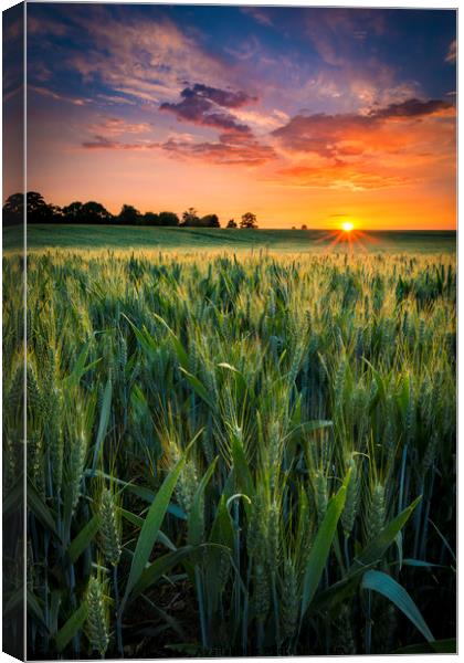 Sunset over a wheat field Canvas Print by Alan Hill