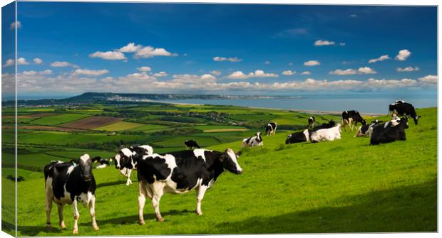 Cattle in the Dorset countryside overlooking Portland Canvas Print by Alan Hill