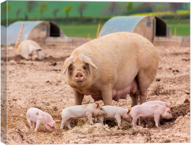 A sow looks on whilst her litter play in the foreground Canvas Print by Alan Hill