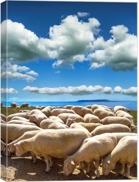 Sheep-filled landscape at Ringstead in Dorset Canvas Print by Alan Hill