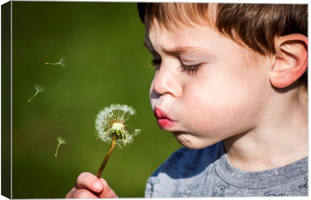  A boy blowing dandelion seeds Canvas Print by Alan Hill