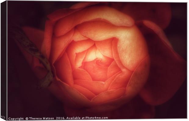 Orange Rose Canvas Print by Theresa Watson