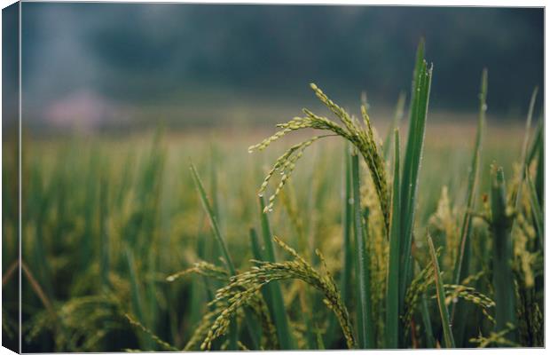 Rice ready to harvest Canvas Print by Pham Do Tuan Linh