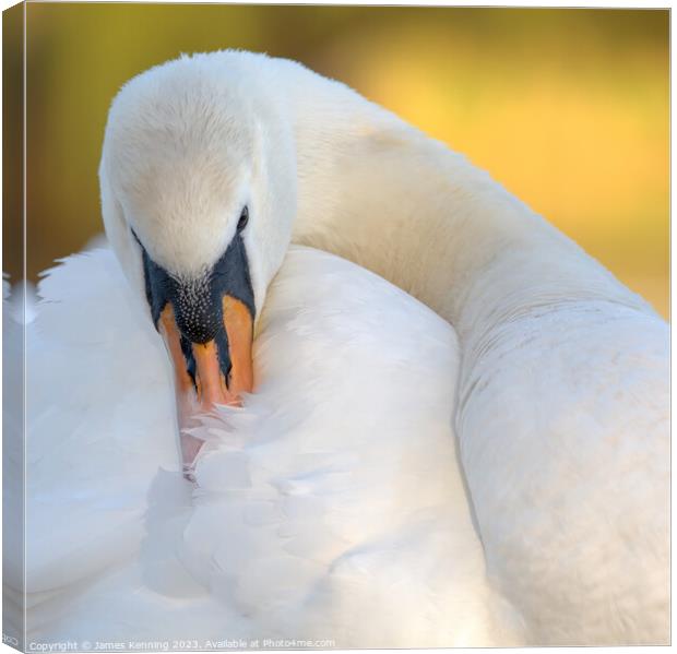 Swan grooming itself Canvas Print by James Kenning